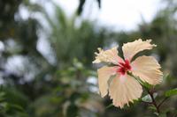 136 Hibiskus