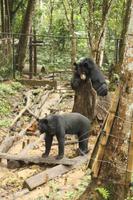 195 Bärenaufzucht nahe der Wasserfälle