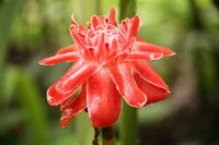 203 Blumenpracht an den Kuang Si Wasserfällen