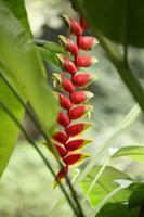 204 Blumenpracht an den Kuang Si Wasserfällen