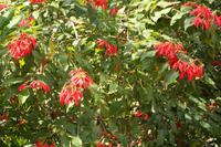 206 Weihnachtssterne an den Kuang Si Wasserfällen