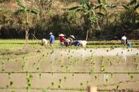 209 Reisbauer bei der Arbeit