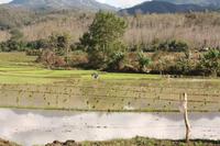 210 Reisfeldbearbeitung