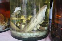 221 eingelegte Schlangen