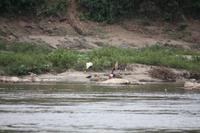 227 überall wird nach Gold gesucht