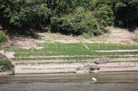 238 Erdnuss-Anbau am Mekong