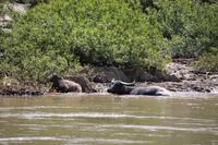 241 Wasserbüffel genießen