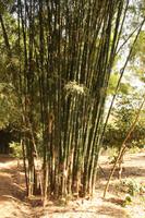 283 riesiger Bambus