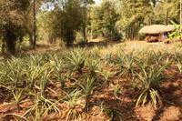 288 eine Plantage von Ananas