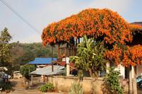 299 eine Blütenpracht