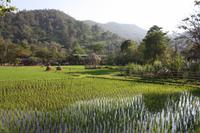 318 ein tolles Reisfeld