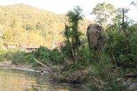 322 Beobachter im Gebüsch