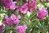 348 auf der Orchideenfarm Sai Nam Phung Orchid