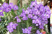 349 auf der Orchideenfarm Sai Nam Phung Orchid