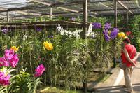 350 auf der Orchideenfarm Sai Nam Phung Orchid
