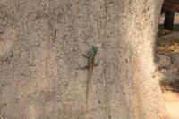 381 Baumbewohner in Sukkothai