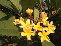 389 tolle Blüten des Frangipani