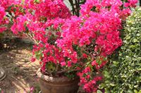 398 Bougainvillea