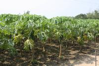 412 Anbau von Maniok