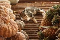 420 zwischen Kürbis und Ananas