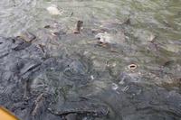 451 wir füttern die Welse