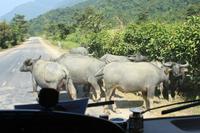 WasserbÜffel auf der StraÁe