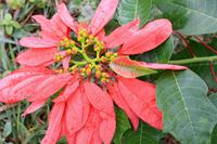 Weihnachtsstern in GROOOSS