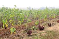 Maulbeerpflanzenfeld