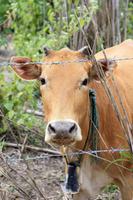 Auf du und du mit ner Kuh