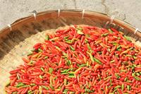 Trocknung von Paprika