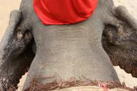 Ritt auf einem Elefanten