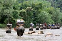 Ritt auf einem Elefanten