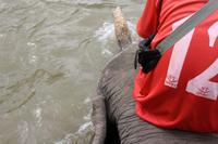 Ritt auf einem Elefanten