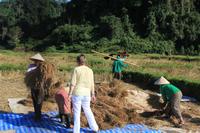 Arbeiter auf dem Reisfeld