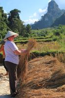 Arbeiter auf dem Reisfeld