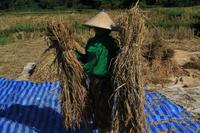 Arbeiter auf dem Reisfeld