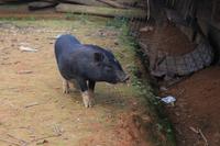 Bergdorf der Minderheit der „Hmong“