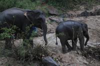 Elefanten mit ihren Mahouts