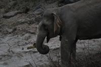 Elefanten mit ihren Mahouts