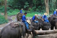 Chiang-Dao Elefantencamp