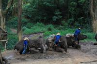 Chiang-Dao Elefantencamp