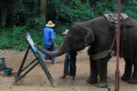 Chiang-Dao Elefantencamp