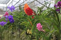 Orchideenfarm