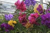 Orchideenfarm