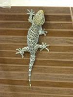 Gecko