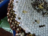 Xieng Khuang- Marktbesuch