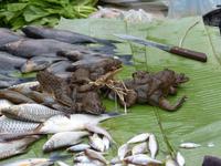 Luang Prabang- Marktbesuch