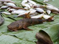 Luang Prabang- Marktbesuch