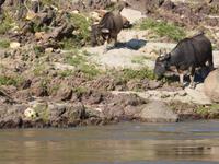 Fahrt auf dem Mekong