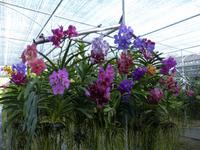 Orchideenfarm